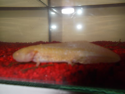 DSCF1426.JPG