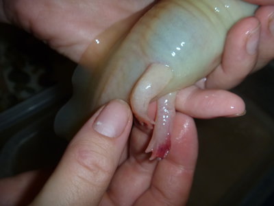 P1000011.JPG