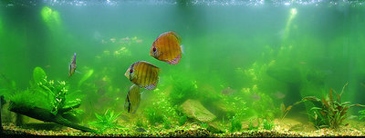 http://www.aquariumalgae.blogspot.hu/ a kép tulajdonosa, mi csak linkeltük a szemléltetéshez.