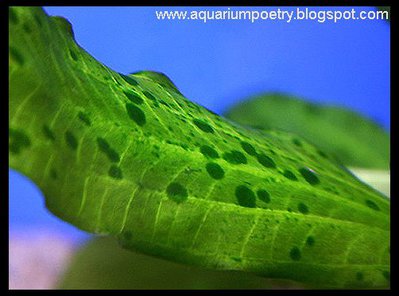 http://www.aquariumalgae.blogspot.hu/ a kép tulajdonosa, mi csak linkeltük a szemléltetéshez.