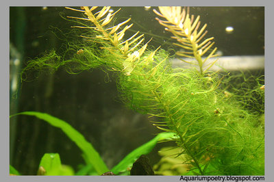 http://www.aquariumalgae.blogspot.hu/ a kép tulajdonosa, mi csak linkeltük a szemléltetéshez.