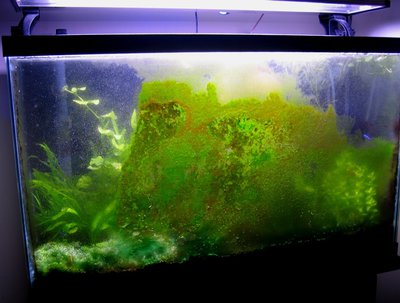 http://www.aquariumalgae.blogspot.hu/ a kép tulajdonosa, mi csak linkeltük a szemléltetéshez.