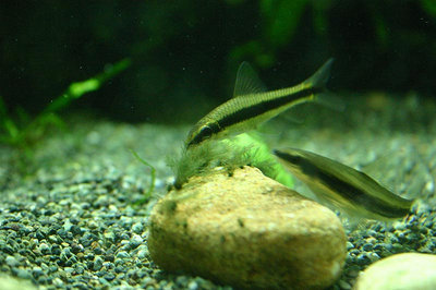 http://aquascape-aquarium.blogspot.hu/ a kép tulajdonosa, mi csak linkeltük a szemléltéshez.