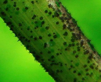 http://www.aquariumadvice.com/ a kép tulajdonosa, mi csak linkeltük a szemléltetésért.