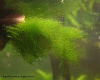 http://www.aquariumalgae.blogspot.hu/ a kép tulajdonosa, mi csak linkeltük a szemléltetéshez.