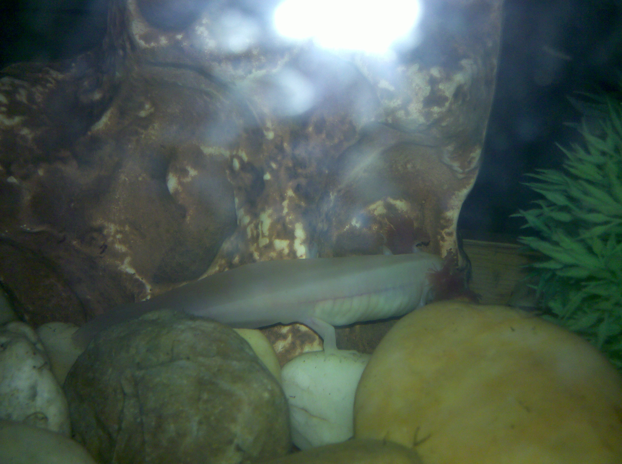 IMG_20130808_134110.jpg
