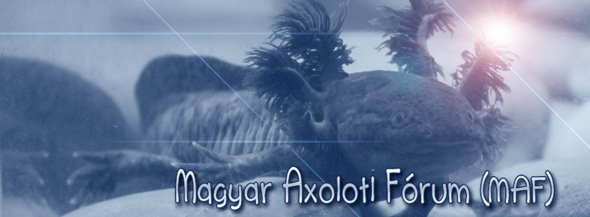 facebok borítókép másolata.jpg