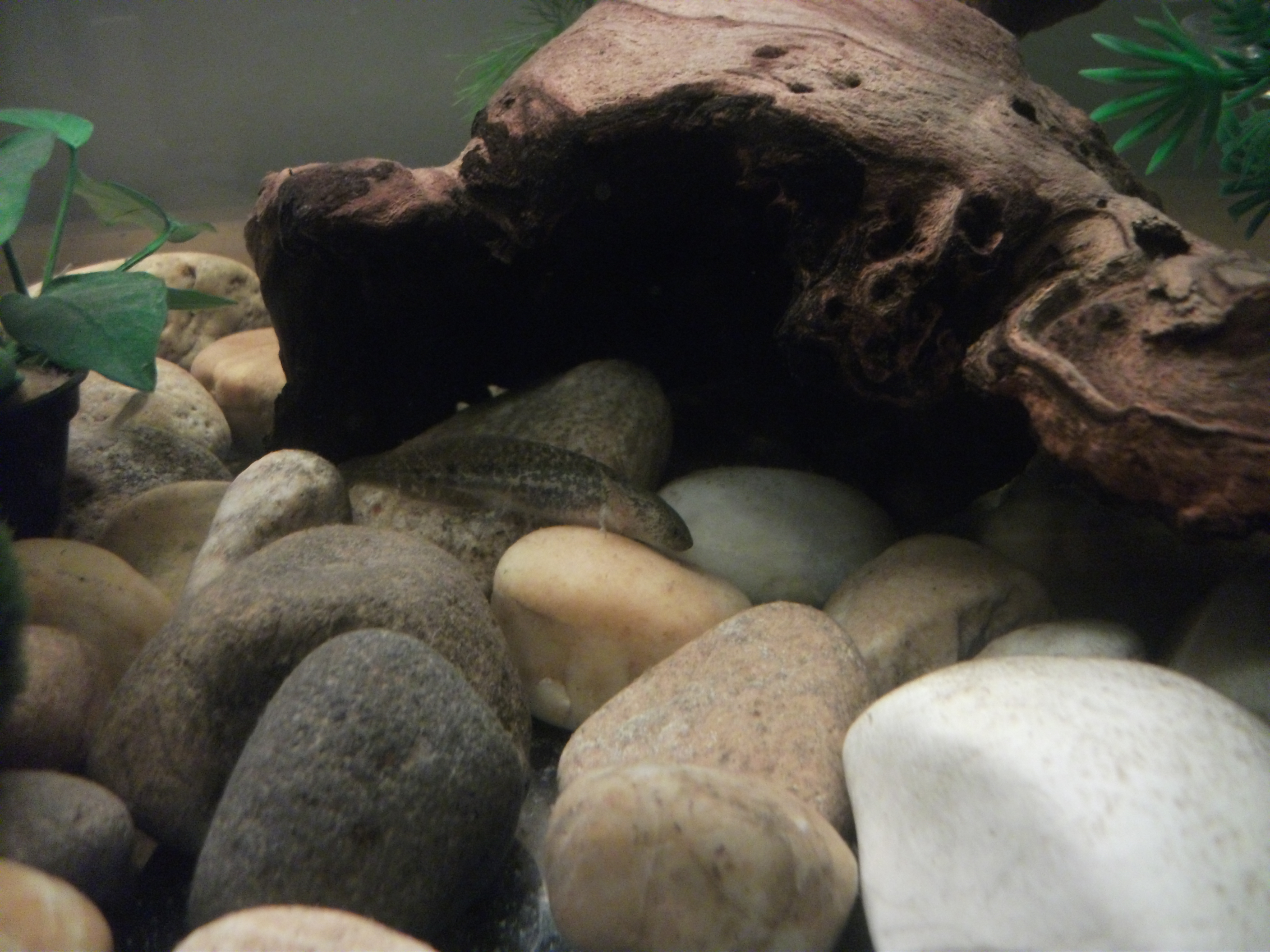 DSCF4572.JPG