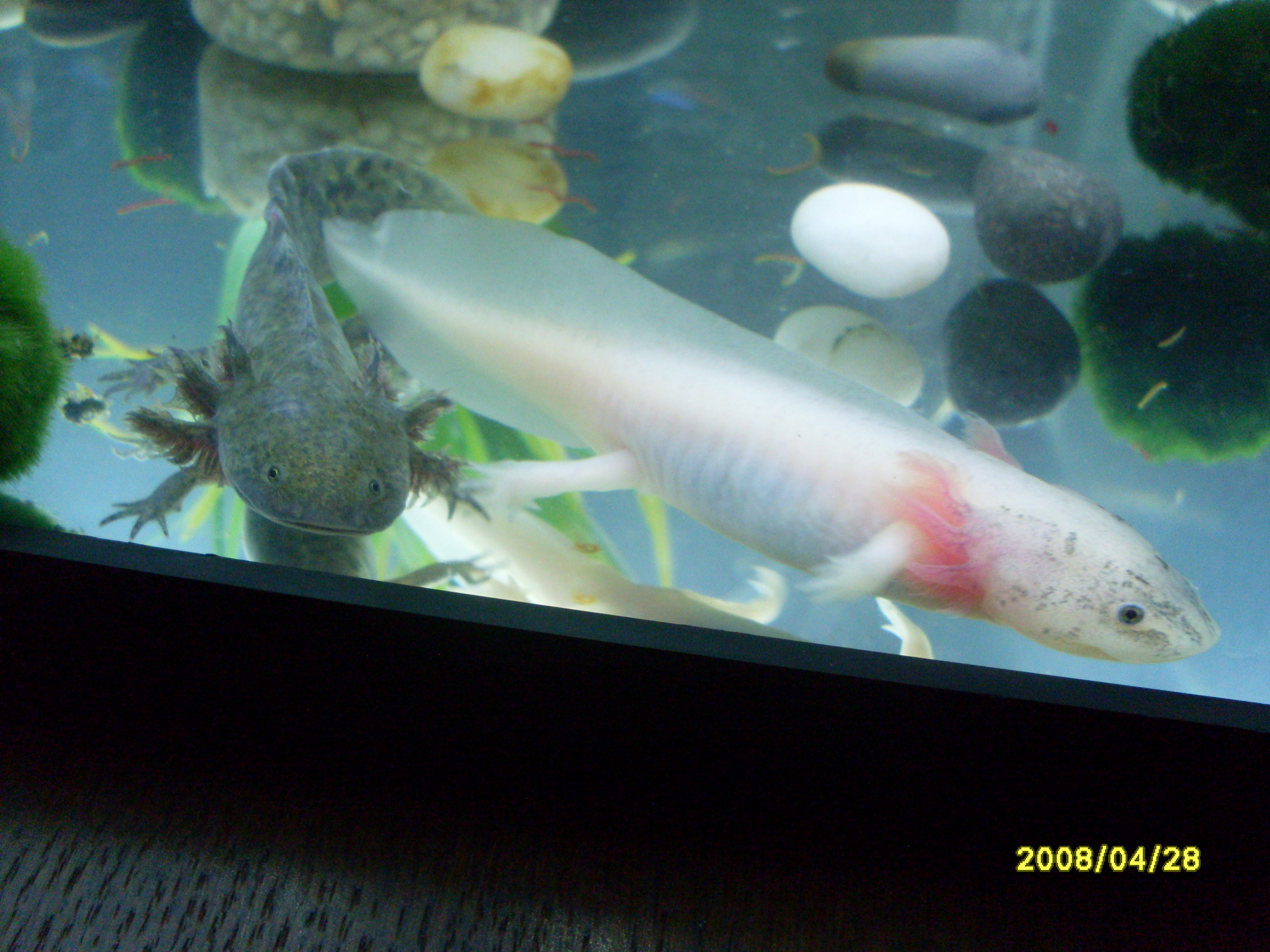 SDC13229.JPG