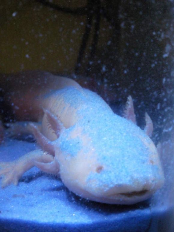 Homok az állaton mozgás közben.<br />Netről illetve amerikai fórumról származó szemléltető kép.