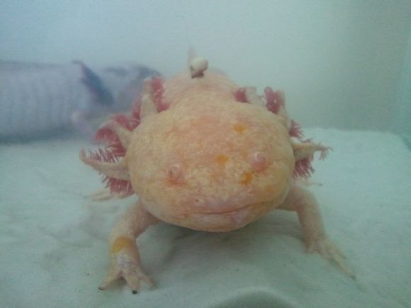 Homok számlájára írt nem egészséges állat.<br />Netről illetve amerikai fórumról származó szemléltető kép.