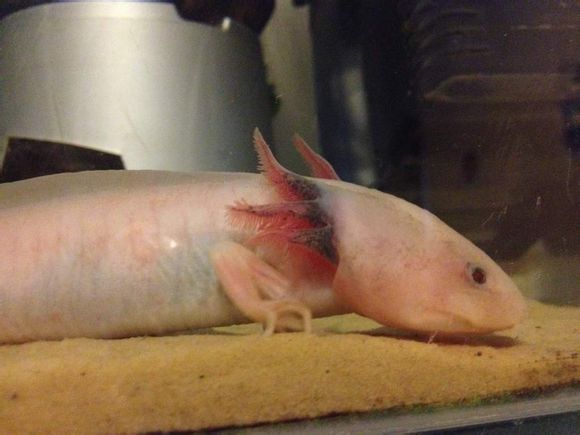 Homok számlájára írt nem egészséges állat.<br />Netről illetve amerikai fórumról származó szemléltető kép.