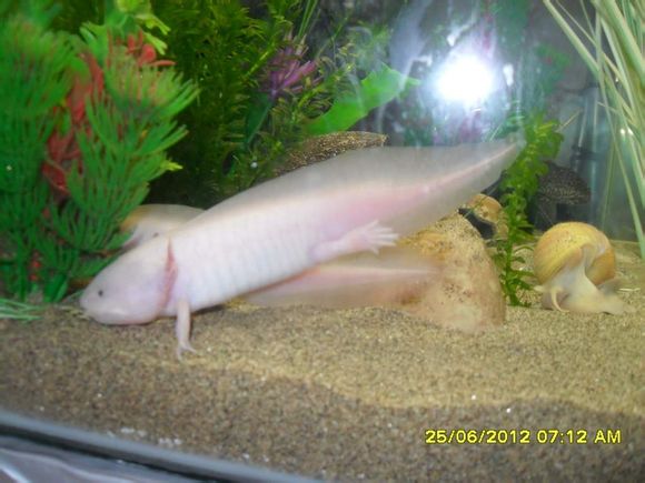 Homok számlájára írt nem egészséges állat.<br />Netről illetve amerikai fórumról származó szemléltető kép.