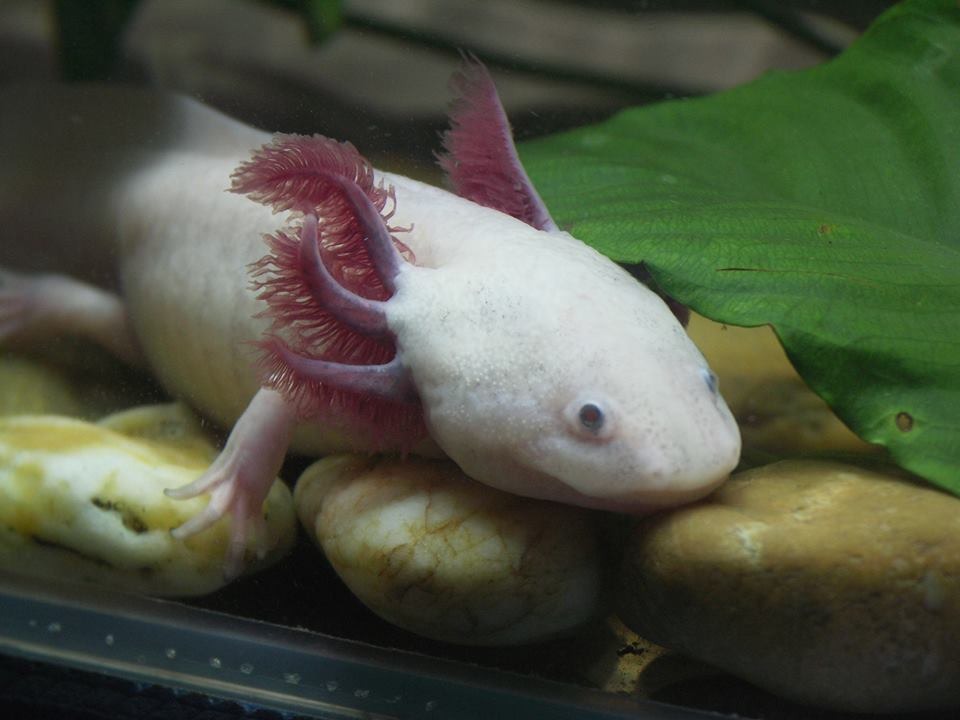 Maya saját axolotlja