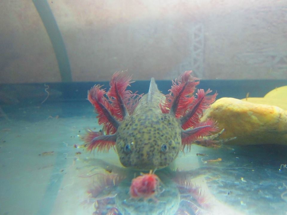 Maya tenyészetéből...