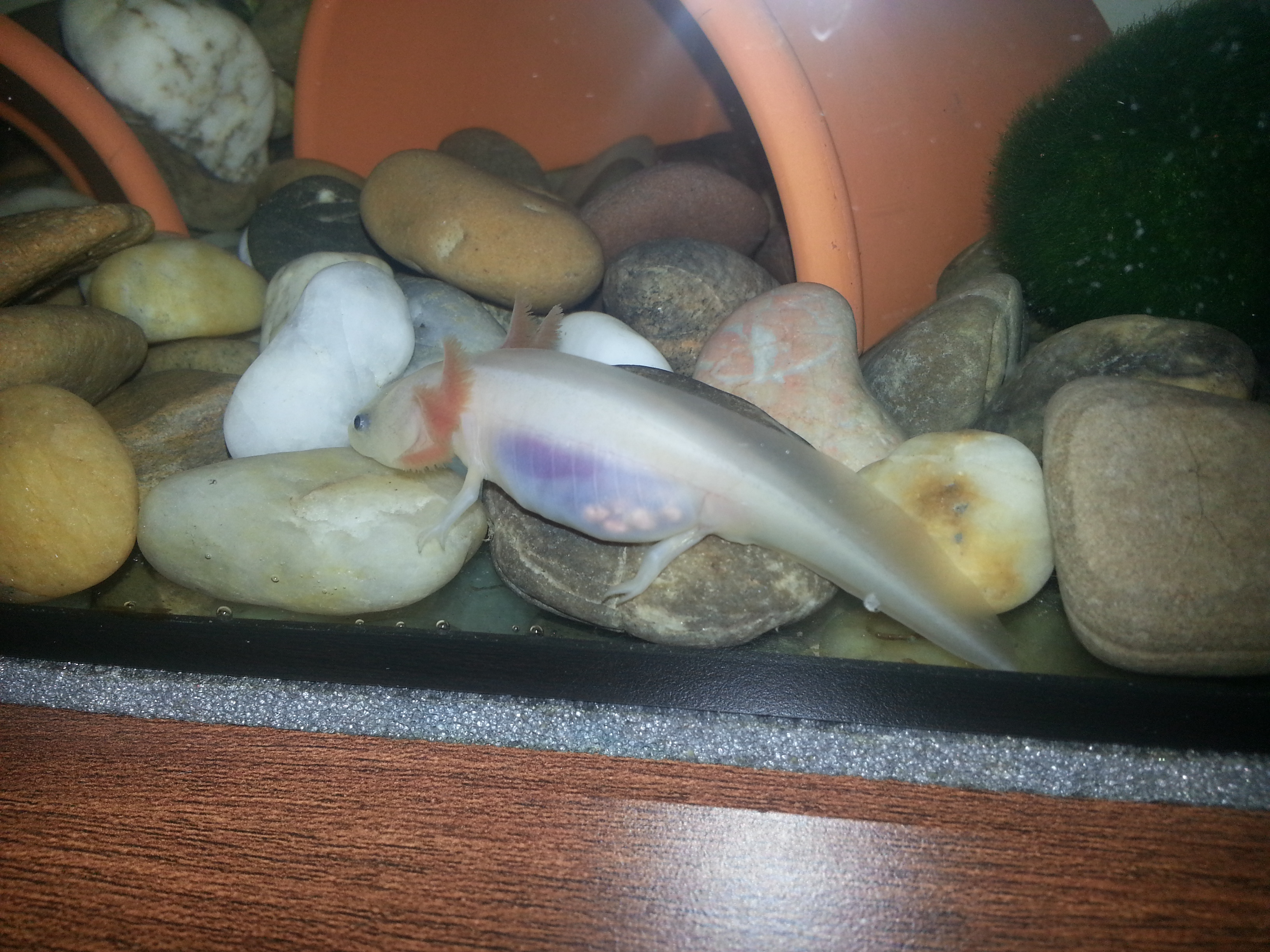Állatkereskedésben nem megfelelő kavicson tartott, megvásárolt, és már megfelelő aljzaton tartott axolotl hasában láthatóak a fél cm-es kavicsok.