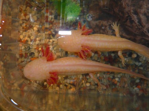 Alsó határ, hogy mennyire lehet sovány egy egészséges axolotl. Ennél soványabb állat esetén azonnal lépéseket kell tenni.