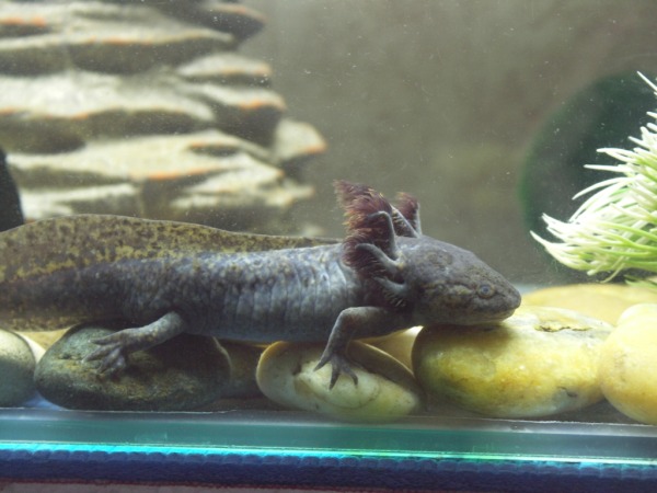 Alsó határ, hogy mennyire lehet sovány egy egészséges axolotl. Ennél soványabb állat esetén azonnal lépéseket kell tenni.