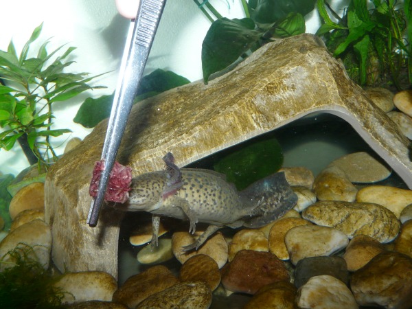 Aljzatérintés nélküli helyes csipesztartás.