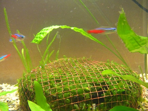 Hálós módszer, itt hagyni kell egy kis időt, hogy a növény átnőljön a szálak között