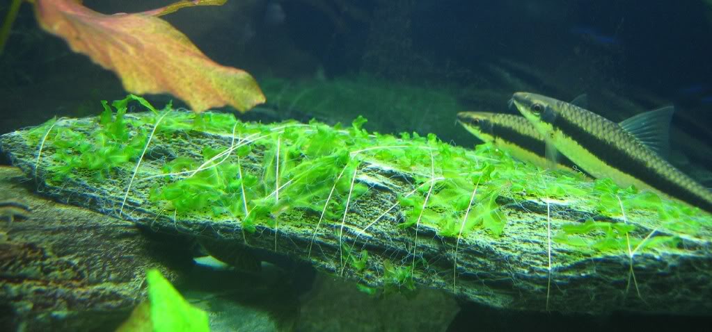 A cérnával való kötözés hasonló mint a befőttes gumis, ennél ha ügyesek vagyunk elrejthetjük a növényben a szálakat