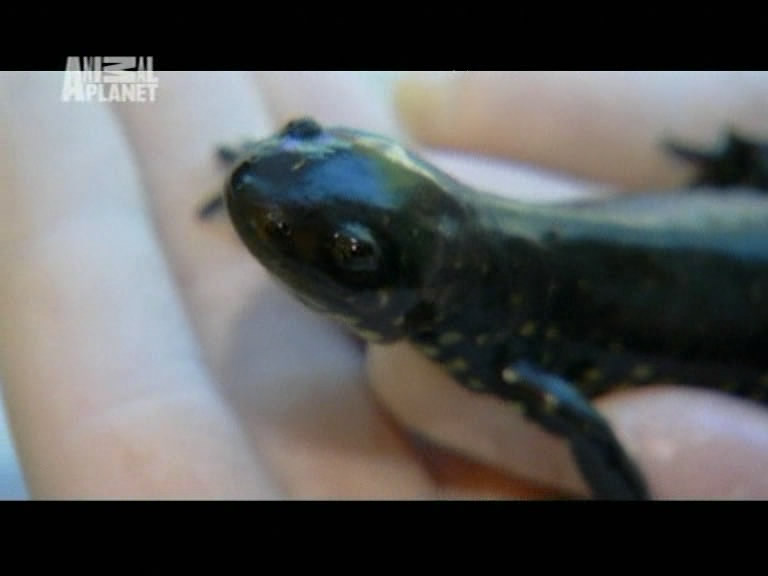Szárazföldi Axolotl