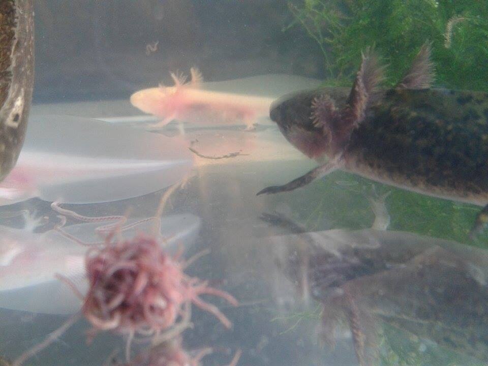 Ebéd.:)