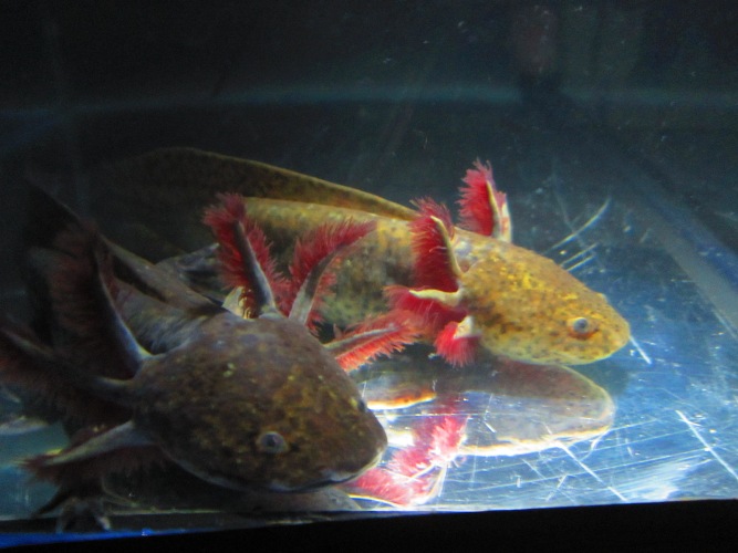 IMG_0066.JPG