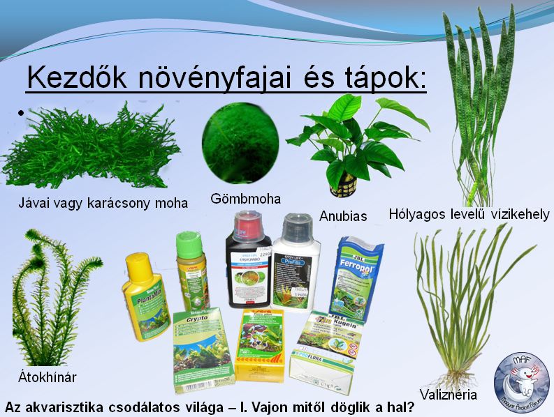 növények.jpg