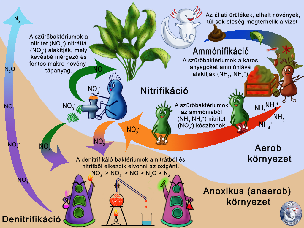 nitri-denitri másolata.jpg