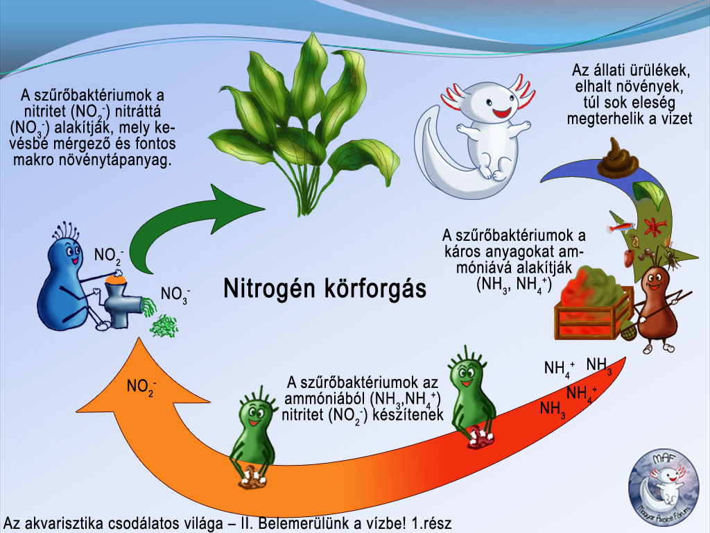 nitrogénciklusdia másolata.jpg