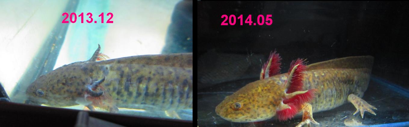 Nokori kopoltyú visszanövesztése