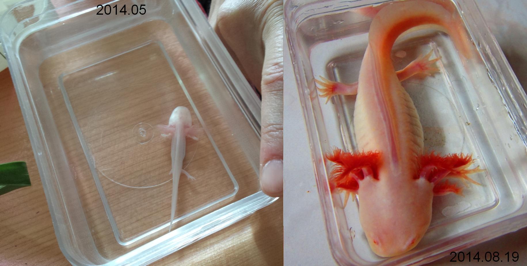 Pangi "lassú" növekedése