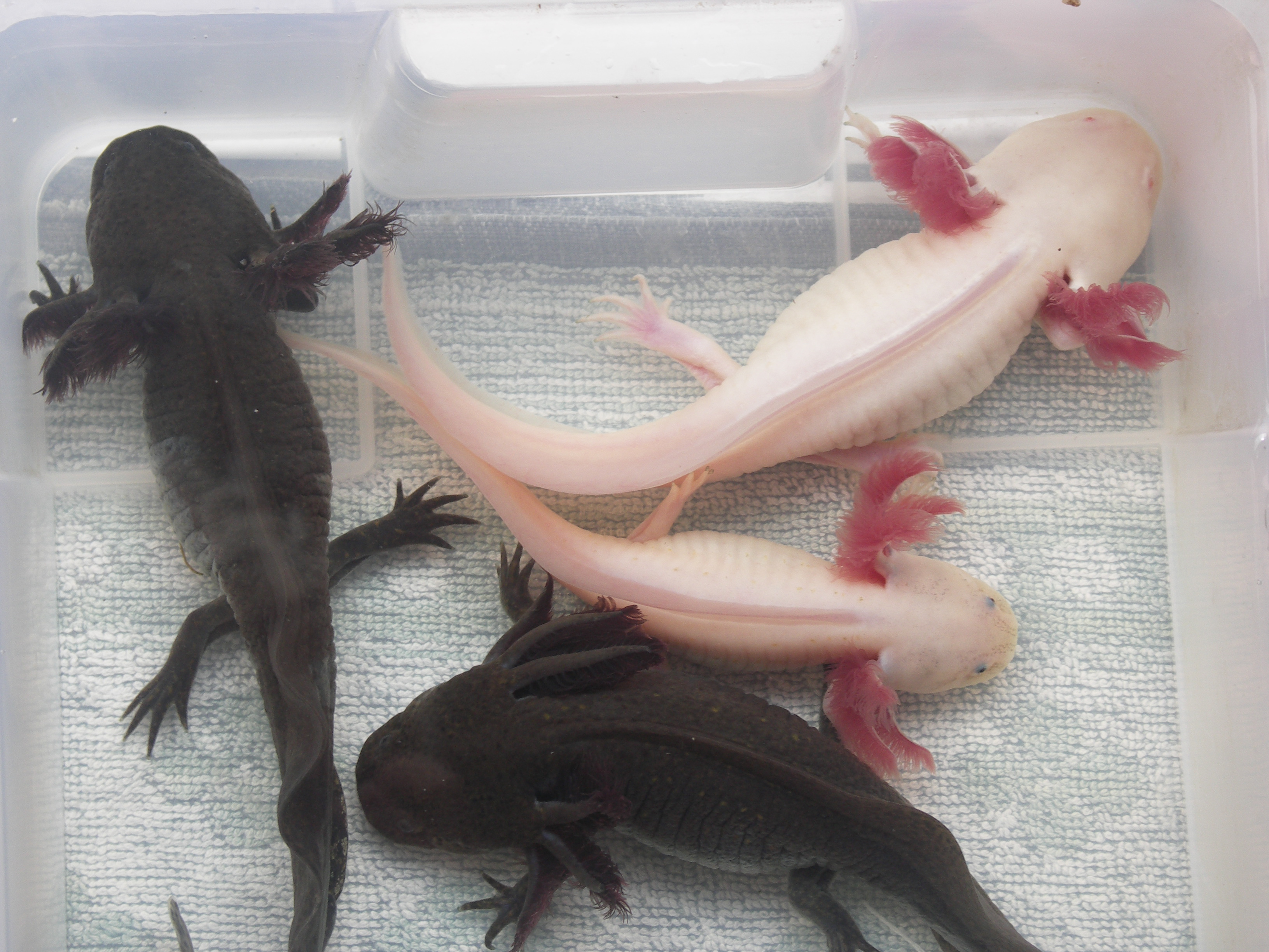 Egészséges testsúly