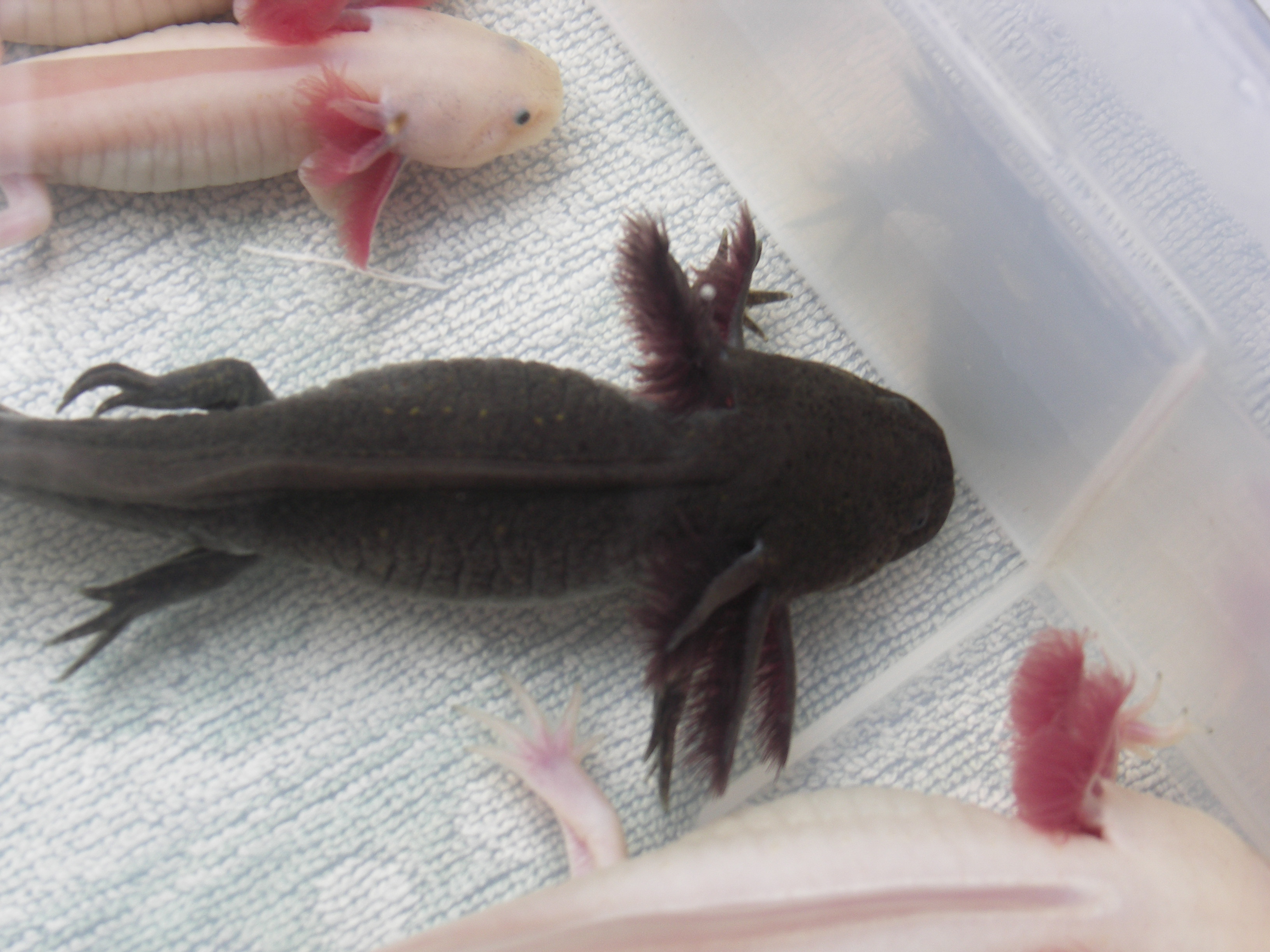 Egészséges növendék gyerek