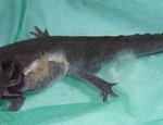 2011-04-11_Kranker_Axolotl_1.jpg
