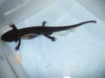 2011-04-11_Kranker_Axolotl_3.jpg