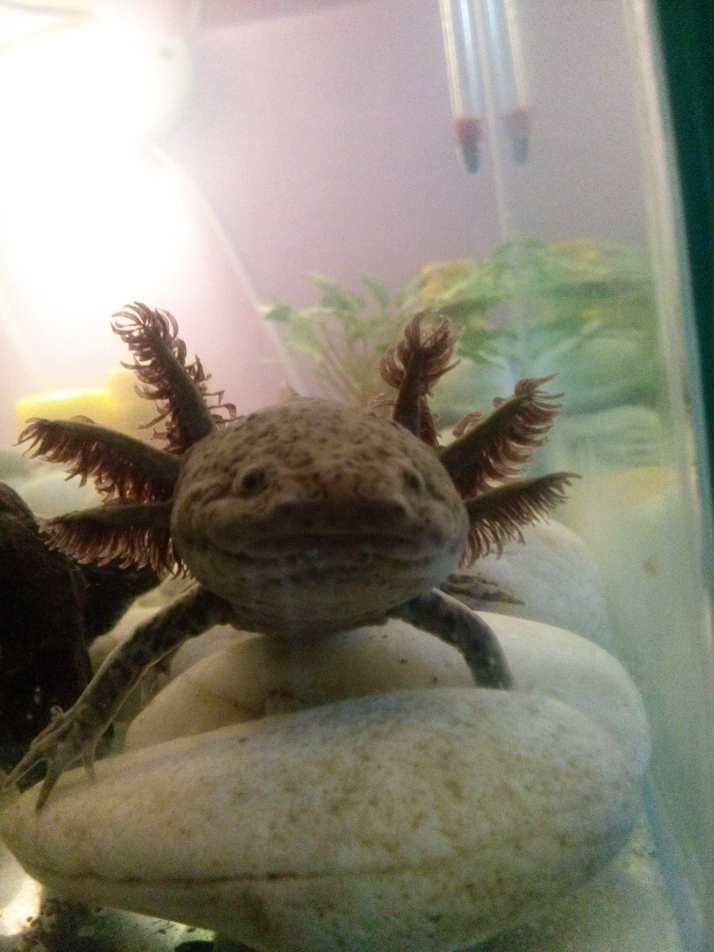 hajasbaba :)