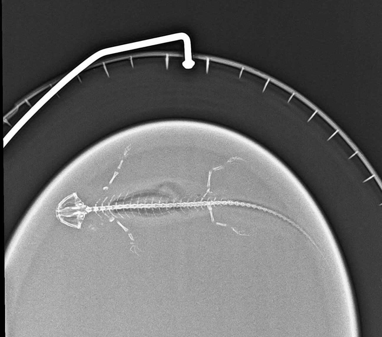 Axi3
