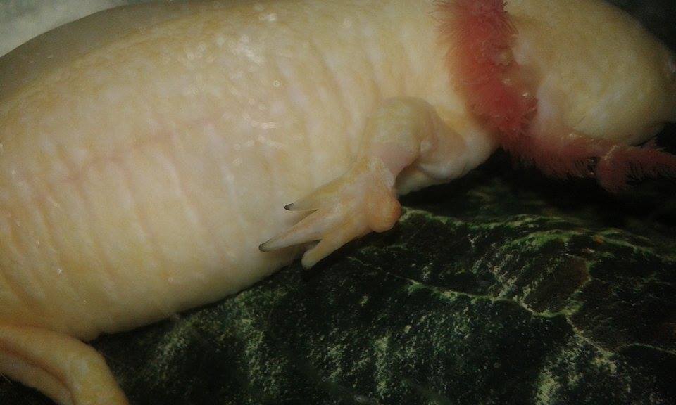 Csingi