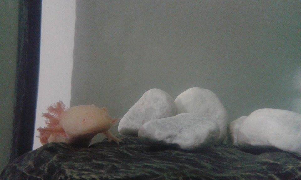 Luci