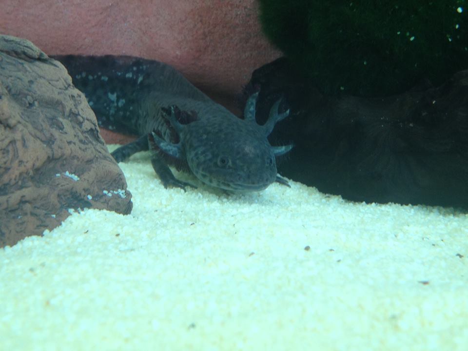 Ilyen volt a feje először (előről)