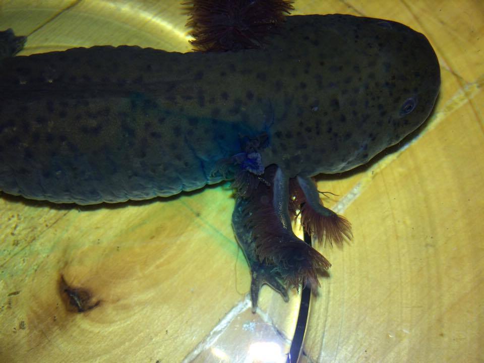 Szerencsére volt itthon metilénkék (2,5 mg/ml), és már tegnap be tudtam csepegtetni.