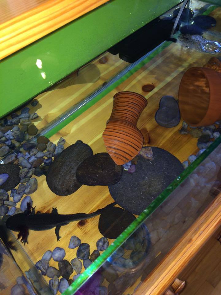 Ezen is látszik a dudor.