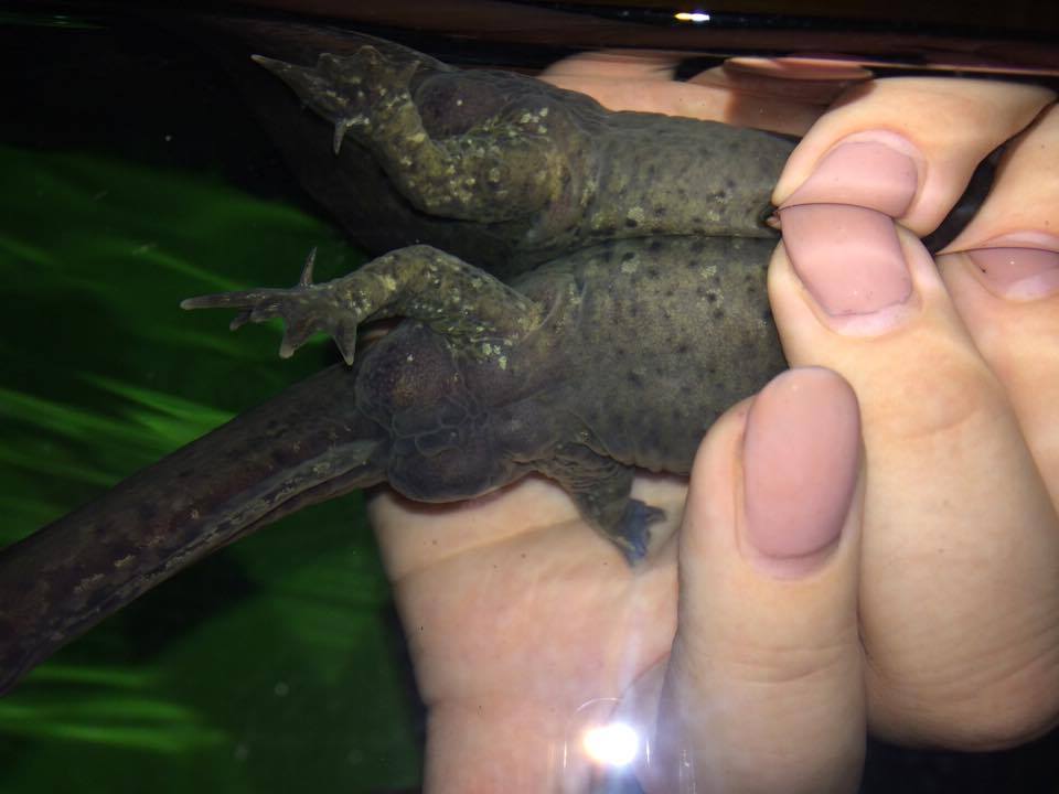 Követ biztos nem nyelhetett, mert nincsen akkora, ami beférne a szájába.