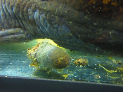 Axolotl ürülék