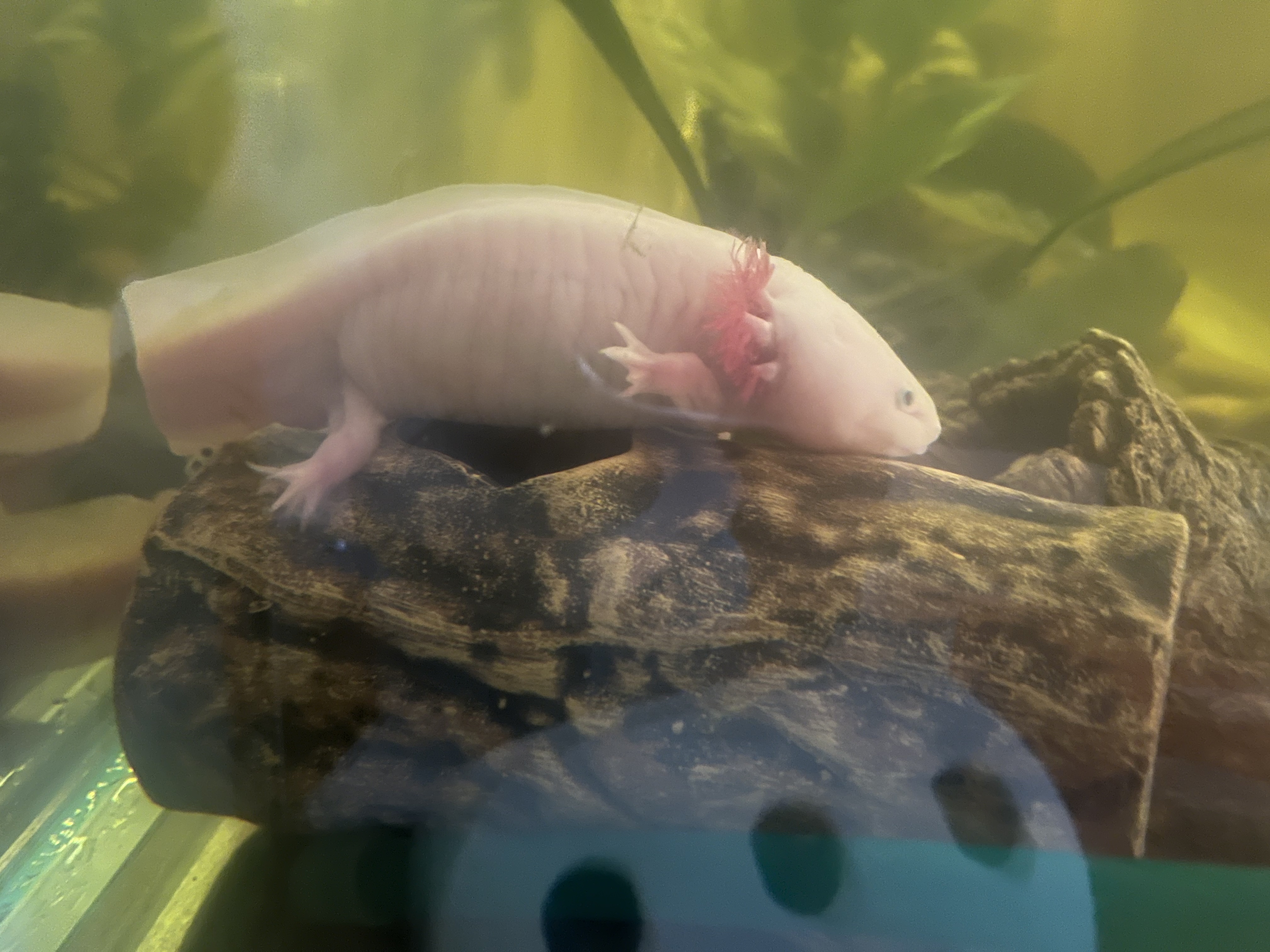 Pufi