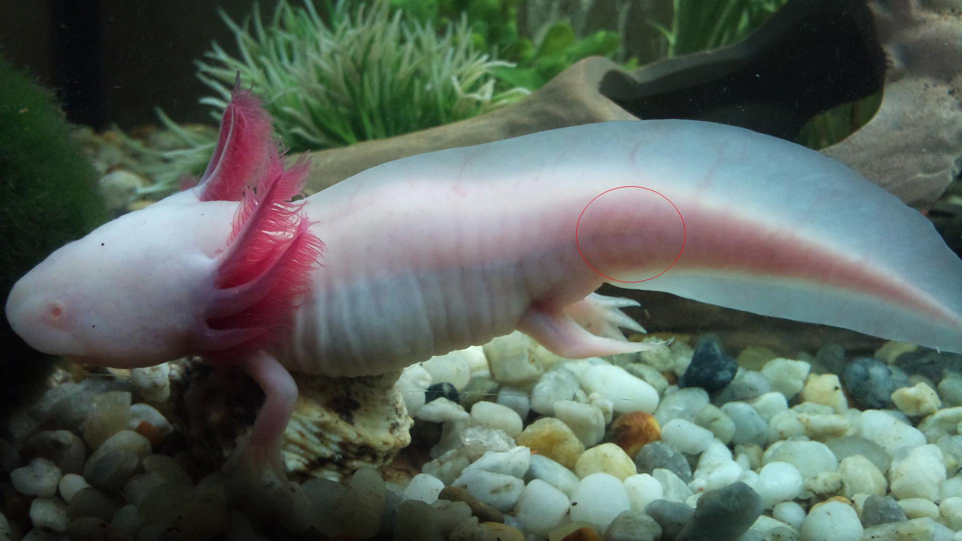 Friss dudorok