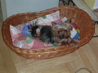 181802_4226550582511_1140592818_n.jpg (108.21 KiB) Megtekintve 330889 alkalommal Egy régebbi kép róla