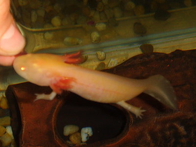 Hamm, hamm :)